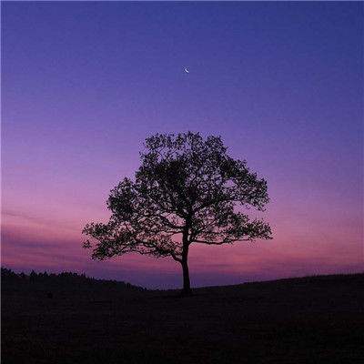 bob综合app官方下载